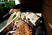 /album/a12-6-2013/krmeni-5-jpg/